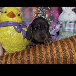 Sprout - Red male Dachshund puppy in Floresville, Texas from Muddy River Dachshunds
