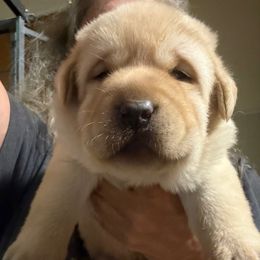 Butter Beer - Yellow Labrador Retriever puppy in Dixon, California from Rosslyn Labradors (Rose-Line)