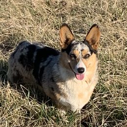 Roz - American Corgi