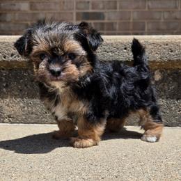 Pongo - Black & tan tri-color male Morkie puppy in Monticello, Iowa from Ashley’s Puppies