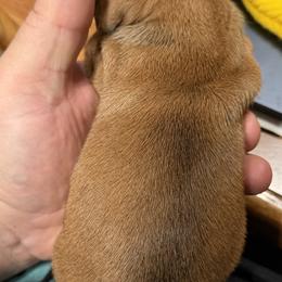 Dachshund Puppies from Witchy Woman’s Wiener’s