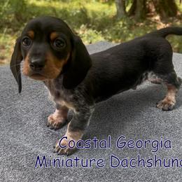 Show Stopper Black And Tan Boy - Black and tan male Dachshund puppy in Brunswick, Georgia from Coastal Georgia Miniature Dachshunds