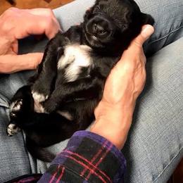 Promise Boy 2 - Black male Pyrenean Shepherd puppy in Ripley, Ohio from La Rive Pyr Sheps LLC
