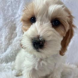 Sneezy - Brown and white male Cockapoo puppy in Adrian, Oregon from ApplebyFarm