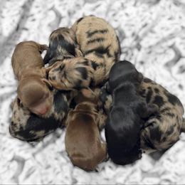 Chocolate and tan boy kink - Chocolate and tan male Dachshund puppy in Steele, Alabama from Taylored Dachshunds