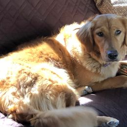 Paige  - Golden Retriever