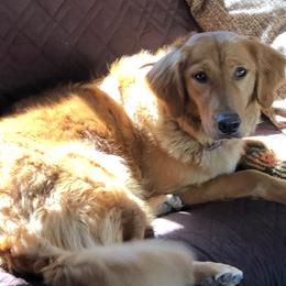 Paige  - Golden Retriever