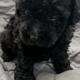Pepper - Poodle