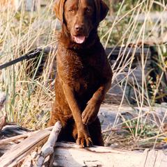 Chesapeake Bay Retriever All Grown Up from Pond Hollow Chesapeakes