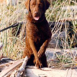 Chesapeake Bay Retriever All Grown Up from Pond Hollow Chesapeakes