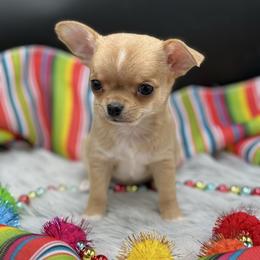 Arrow - Fawn male Chihuahua puppy in Lee Center, New York from Alfheim-Andromeda Chihuahua's (A &A's)