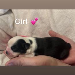 Miniature Australian Shepherd Puppies from Deep South Aussie's