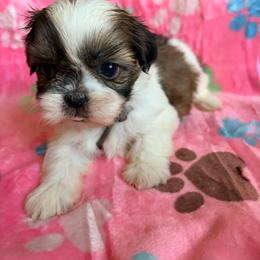 Fluttershy - Black gold and white female Shih Tzu puppy in Hemet, California from Aloha Shih Tzu