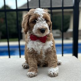 Red Collar - Red male Australian Labradoodle puppy in Chesterfield, Virginia from South River Doodles