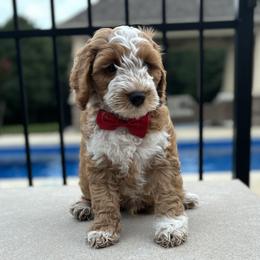 Red Collar - Red male Australian Labradoodle puppy in Chesterfield, Virginia from South River Doodles