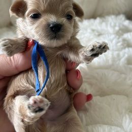 Peanut - Apricot male Maltipoo puppy in Fredericktown, Missouri from Doodle Pups Fur-Ever