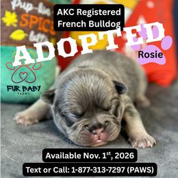 Janet - Tricolors female French Bulldog puppy in Michigan from Fur Baby Farms