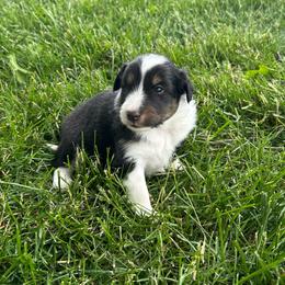 Lavender - Black white and tan female Shetland Sheepdog puppy in Fontanelle, Iowa from Jensen Farms Shelties