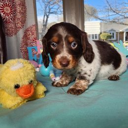 Mallow - Piebald Dachshund puppy in Sherman, Texas from Hardy Miniature Dachshunds