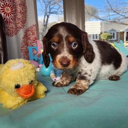 Mallow - Piebald Dachshund puppy in Sherman, Texas from Hardy Miniature Dachshunds