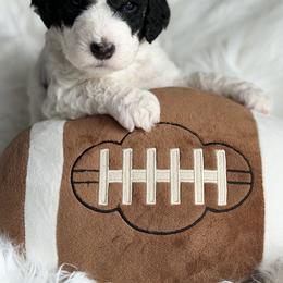 Burt - Parti male Poodle puppy in Waco, Texas from Poodle Paradise