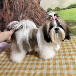 Nova - Shih Tzu