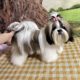 Nova - Shih Tzu