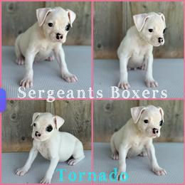 Tornado - White male Boxer puppy in Madisonville, Texas from Sergeant's Boxers
