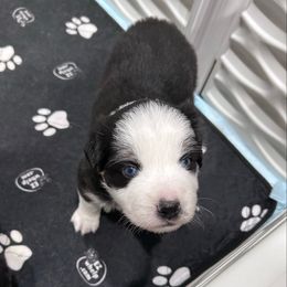 Blue collar boy - Black tri male Miniature Australian Shepherd puppy in Flat Rock, Alabama from Fluffy Butt Acres