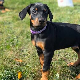 Doberman Pinscher Puppies from Jensen Dobermans
