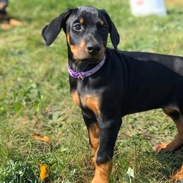 Doberman Pinscher Puppies from Jensen Dobermans