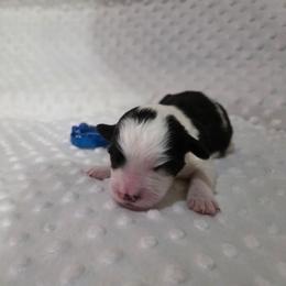 Richard - Black and white male Sheepadoodle puppy in Weatherford, Texas from Oodles of poodles and doodles
