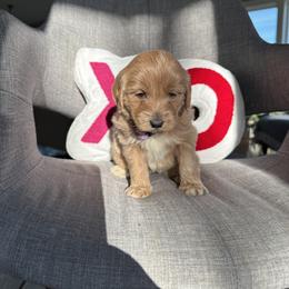 Girl 2 - female Australian Labradoodle puppy in Ferndale, Washington from Annie's Doodles