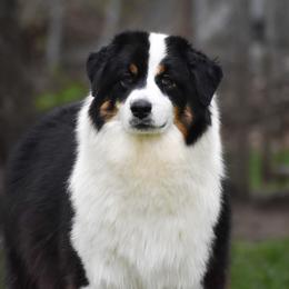 Joy - Australian Shepherd