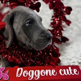 Franklin - Blue and white male Great Dane puppy in Wimberley, Texas from Heart of Texas Great Danes