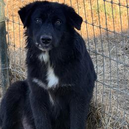 Onyx - Black & white male Australian Shepherd puppy in Mineral Wells, Texas from A6 Australian Shepards