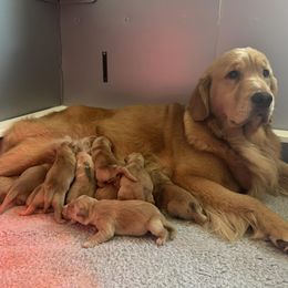 Golden Retriever puppies from Scout's Legacy Golden Retrievers