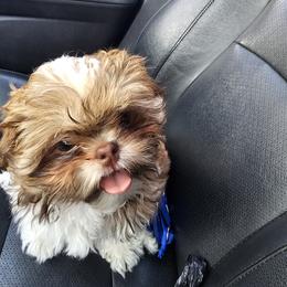 Shih Tzu Puppies from Luna's Shih Tzu Pups