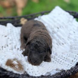Bay - Merle male Goldendoodle puppy in Pollock Pines, California from Penny Lane’s Doodles