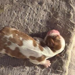 Girl 1 - Blenheim female Cavalier King Charles Spaniel puppy in Saint Augustine, Florida from STARGAZER CAVALIERS