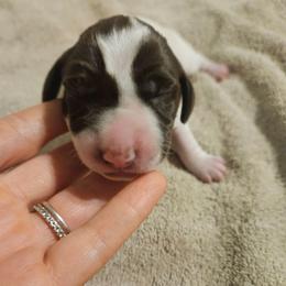 Princess - White and liver female German Shorthaired Pointer puppy in Norwich, Connecticut from Parker's Pointers