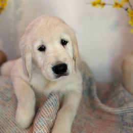 Red collar - Light golden male Golden Retriever puppy in Wisconsin Rapids, Wisconsin from Clementi Ranch Golden and Poodle