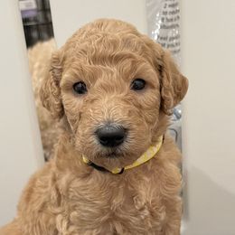 Girl 1 Yellow collar - Apricot Goldendoodle puppy in Benton, Arkansas from Cozy Creek Doodles