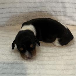 Mistletoe - Piebald female Dachshund puppy in Hillsville, Virginia from Bonderosa Kennels