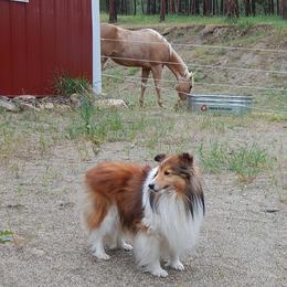Shetland Sheepdog All Grown Up from mvshelties