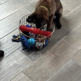 Belgian Malinois Puppies from Focused Obedient Belgian Malinois