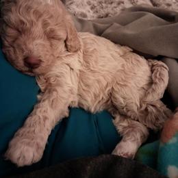 Aussiedoodle and Cockapoo Puppies from Ouachita River Cockapoos