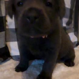 Lilly- Light Pink - Charcoal female Dilute Retriever puppy in Marion, Illinois from Summer Lovin’ Labradors of Southern Illinois