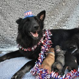 Shiloh Shepherd Puppies from Echo Shilohs