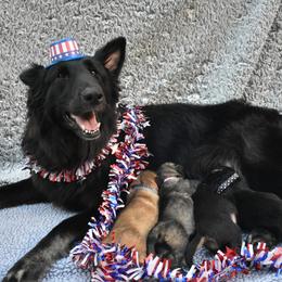 Shiloh Shepherd Puppies from Echo Shilohs